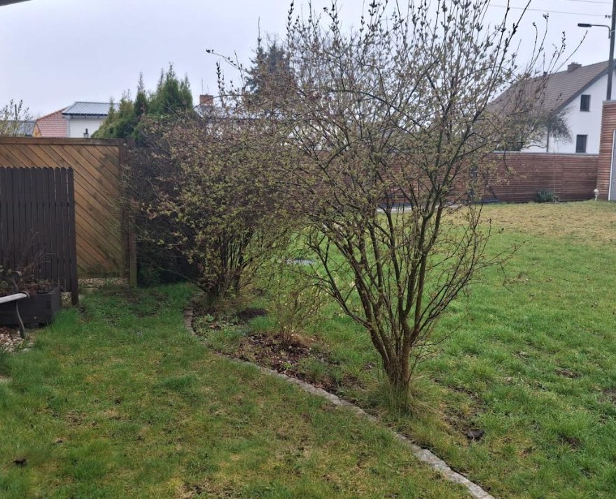 Gartenbereich vor der Pflege 1