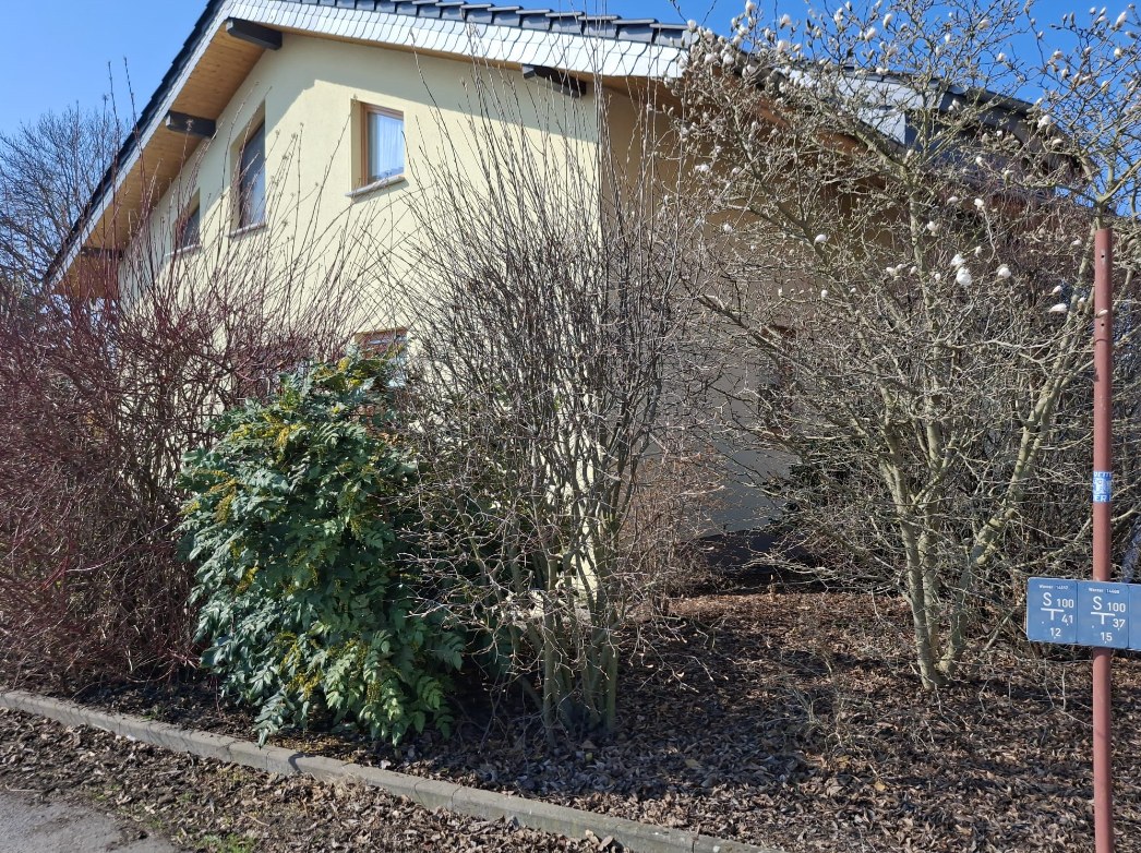Außenanlage vor der Pflege 2